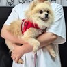 これぞポメラニアン！な小粒男子
