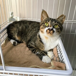 優しいママ猫・野菊ちゃん【野原一家】