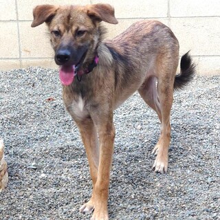 小さなお子さん・猫・小型犬に配慮できる大型犬子犬