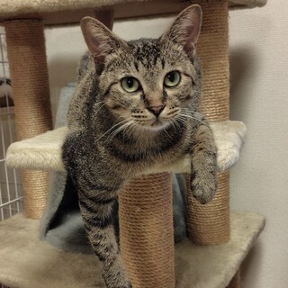 里親決定。避妊済みレインちゃん1歳