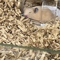 お願いします。育ててあげられません。