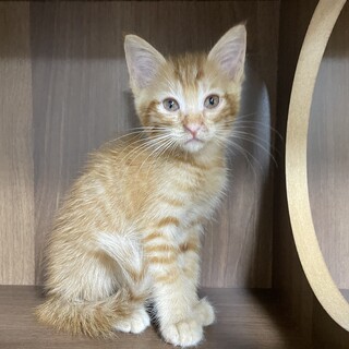 【4兄弟】茶トラちゃん