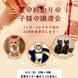 夏の終わりの子猫の譲渡会