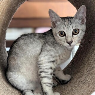 【8/25⭐️堺東にて譲渡会】参加猫聖子ちゃん