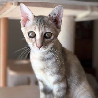 【10/27⭐️堺東にて譲渡会】参加猫ミィちゃん