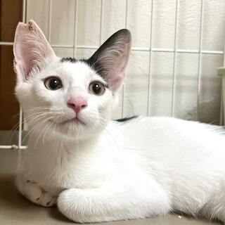 【11/24⭐️堺東にて譲渡会】参加猫ゆうくん