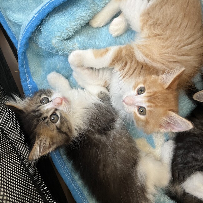 すずめのにゃんこのカバー写真
