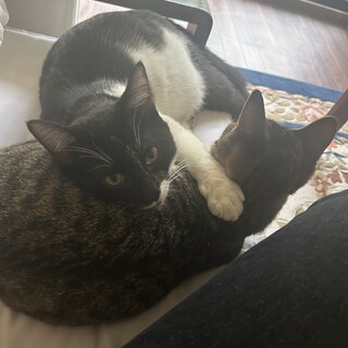 黒猫ちゃんと半キジトラ？
