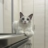 あひる21