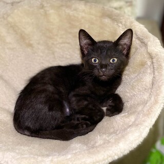 おしゃべり好き、甘えん坊の女の子