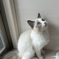 甘えん坊ラグドール