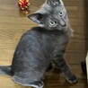 ロシアンブルーmix子猫♂ サムネイル2