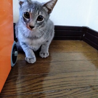 グレー美子猫♂