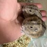 ステップレミング サムネイル3