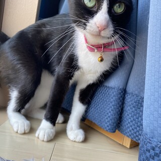 人懐っこいハチワレちゃん