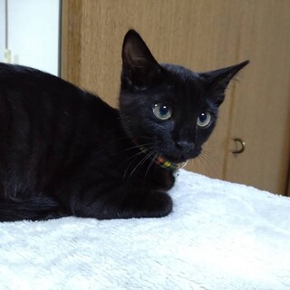 黒子猫♂