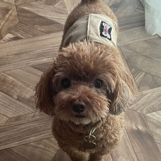 みちゃんですのカバー写真