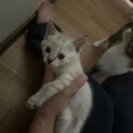 2024.7.10生グレーキジ
