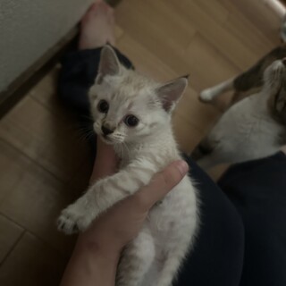 2024.7.10生グレーキジ