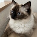 ラグドール　女の子（避妊済）大切にして下さる方募集