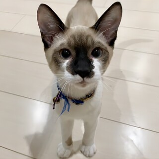 【募集一時停止】超元気で甘えん坊★イチロー