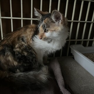 子猫　ミケ猫ちゃん　４ヶ月