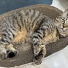 kitten's_00