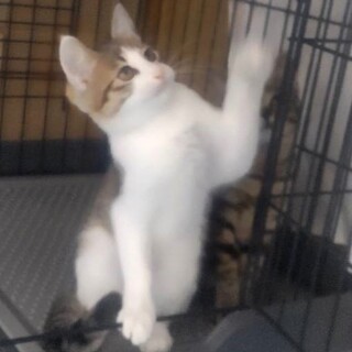 キジ白イケメン☆シホンくん