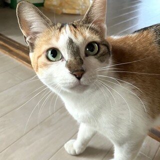 ミケのランちゃん