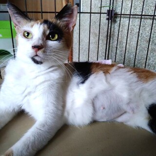 ミケのひなのちゃん