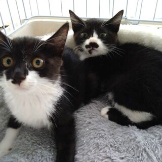 白黒姉妹メルモ&チャッピー