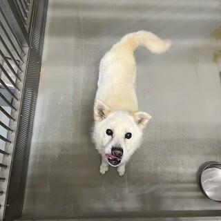 譲渡されました！ありがとうございました⭐︎