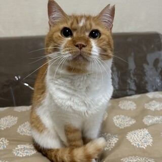 おっとりマイペース、腹もふ大好きひまわりちゃん