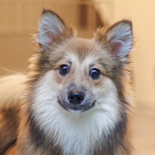 元気いっぱい！天真爛漫なポメミックスの男の子