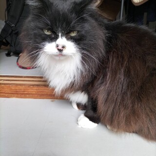 かわいがってあげてください！