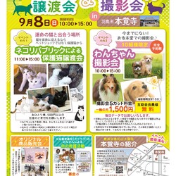 子猫・保護猫譲渡会を開催！僕たちは家族になる準備はできている！＠本覚寺（羽島）