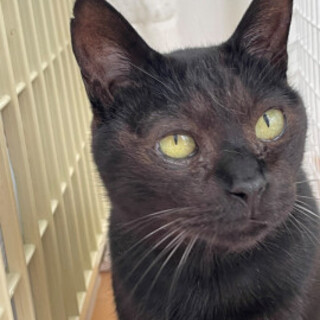 人大好き！一周回って可愛すぎる黒猫さん♡