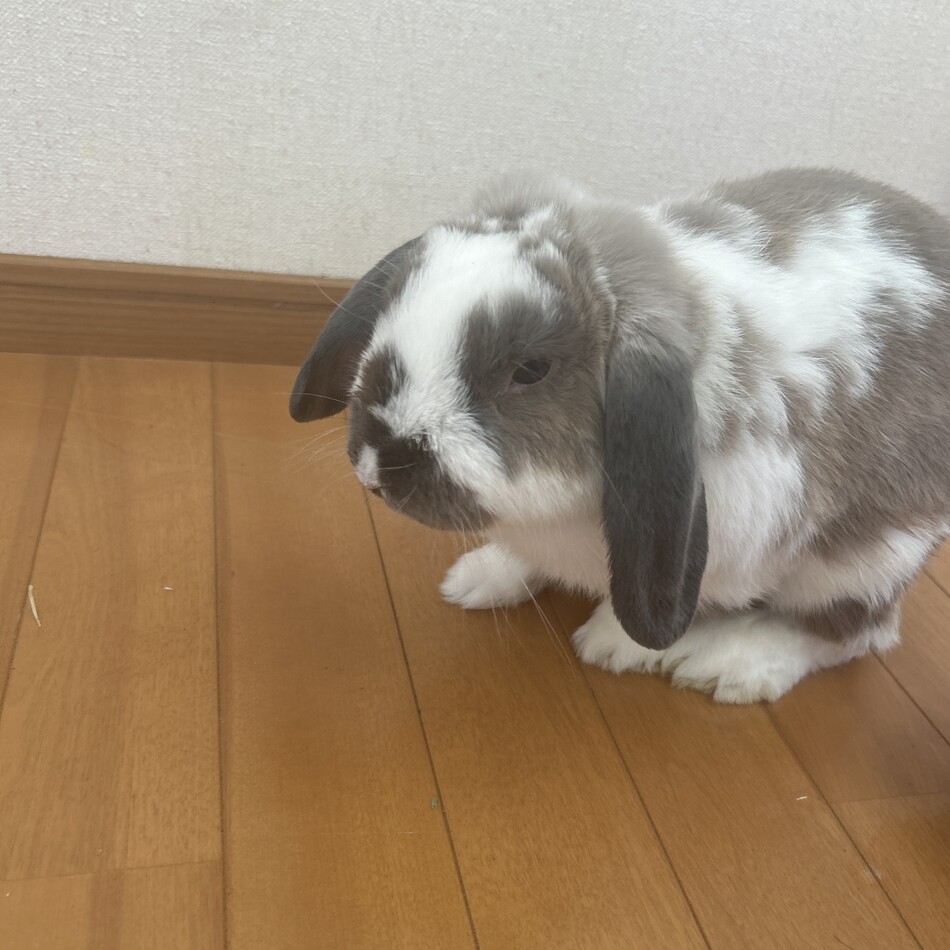 牛尾君のカバー写真