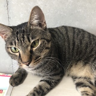 イケメンのキジトラの男の子⟡.·