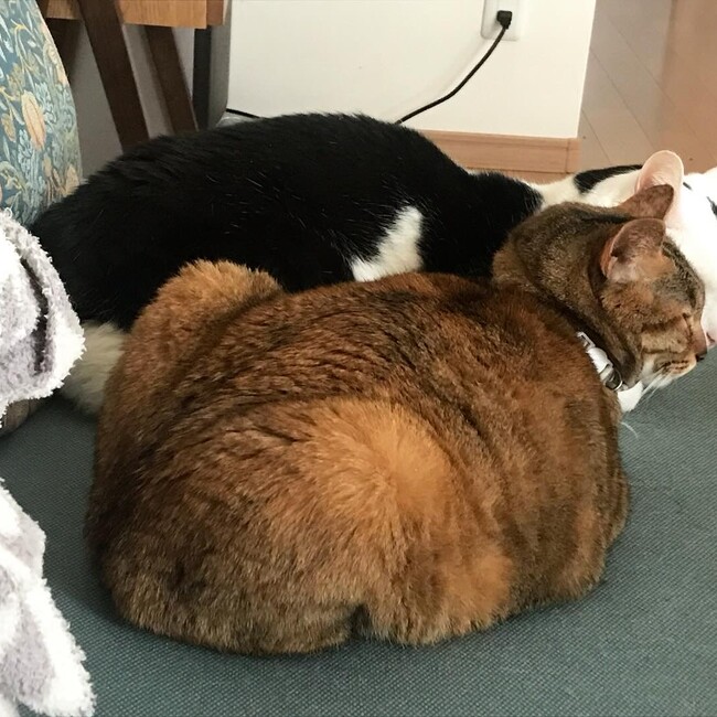 momorikiTETSUROのカバー写真