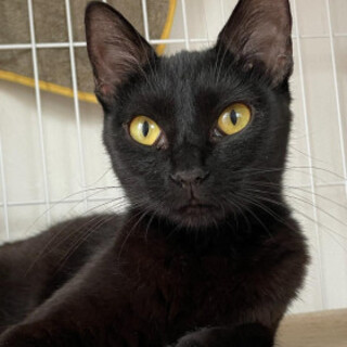 幸運の黒猫ヤンママ♡ビューティこつぶ