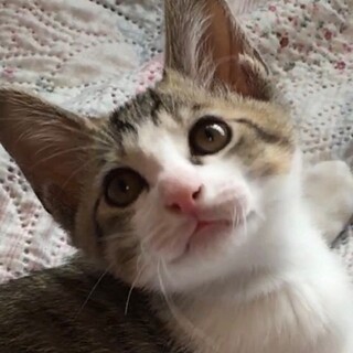 2か月半　キジ白男の子　人馴れバツグン