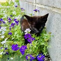 甘えん坊黒猫の子猫