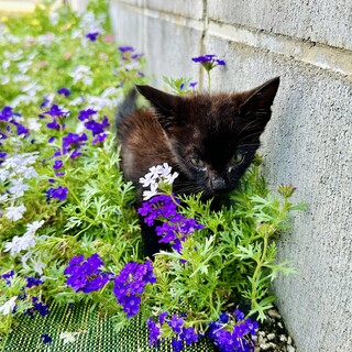 甘えん坊黒猫の子猫