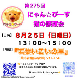 にゃん☆ぴーす猫の譲渡会【若葉いこいの里】千葉市若葉区若松町(みつわ台総合病院近く) サムネイル1