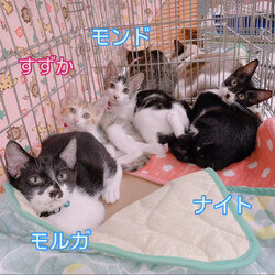 にゃん☆ぴーす猫の譲渡会【若葉いこいの里】千葉市若葉区若松町(みつわ台総合病院近く) サムネイル2