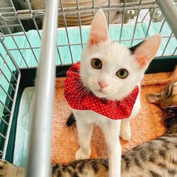 にゃん☆ぴーす猫の譲渡会【若葉いこいの里】千葉市若葉区若松町(みつわ台総合病院近く) サムネイル3