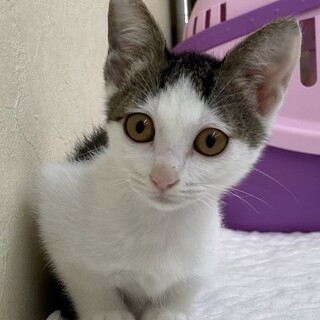 緊急募集おめめと前髪がキュート2ヶ月女子