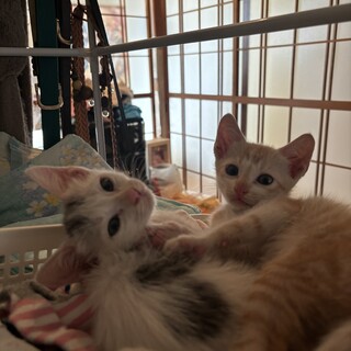 仔猫2匹 里親募集中！よろしくお願い致します！