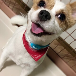 至急飼い主さん募集してます。